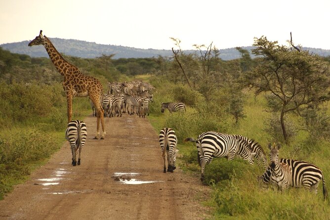 5 days Tour Tarangire, Serengeti, Ngorongoro Crater & Lake Manyara Park-Midrange - What the $1,900 price really buys you