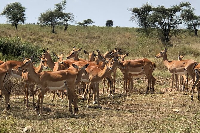 5 days Tour Tarangire, Serengeti, Ngorongoro Crater & Lake Manyara Park-Midrange - Day 3: A full Serengeti morning in Seronera