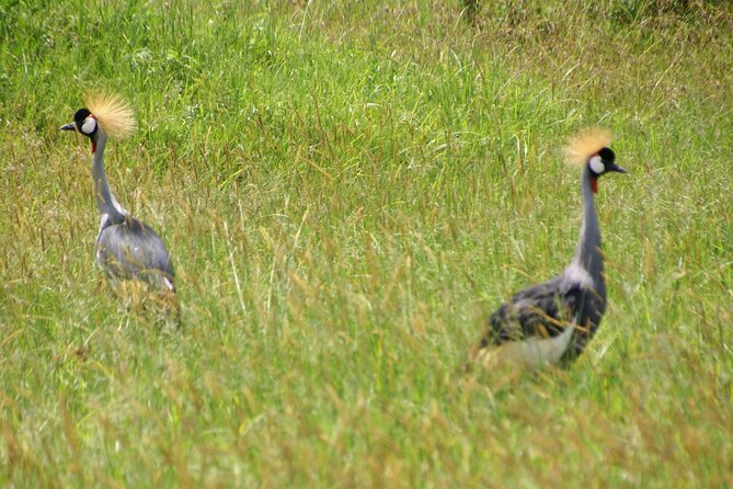 5 days Tour Tarangire, Serengeti, Ngorongoro Crater & Lake Manyara Park-Midrange - Day 4: The Ngorongoro Crater delivers concentrated wildlife