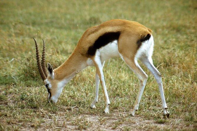 5 days Tour Tarangire, Serengeti, Ngorongoro Crater & Lake Manyara Park-Midrange - The vehicle, guide, chef, and group size