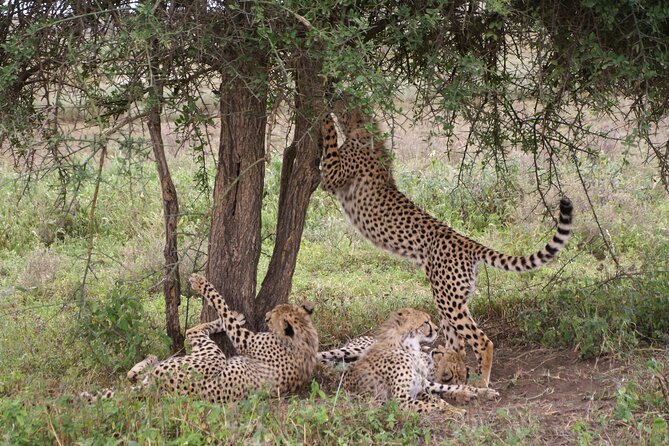 5 days Tour Tarangire, Serengeti, Ngorongoro Crater & Lake Manyara Park-Midrange - What is included, and what is not