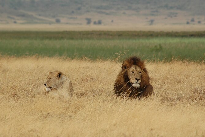 5 days Tour Tarangire, Serengeti, Ngorongoro Crater & Lake Manyara Park-Midrange - Day 1: Tarangire brings elephants close