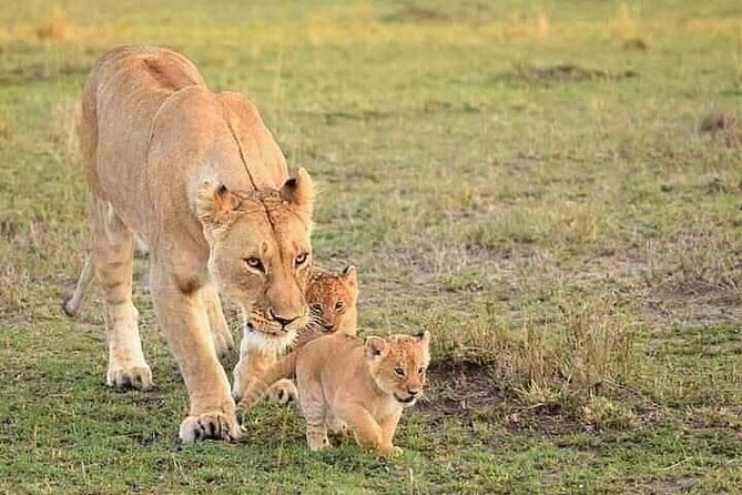 5 Days Wildlife Midrange Safari to Tarangire, Serengeti, Ngorongoro and Manyara - Tarangire: elephants beneath the baobabs