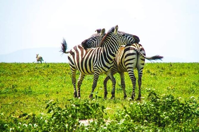 5 Days Wildlife Midrange Safari to Tarangire, Serengeti, Ngorongoro and Manyara - Central Serengeti and the Seronera River