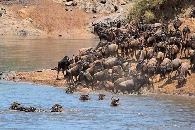 5 Days Wildlife Midrange Safari to Tarangire, Serengeti, Ngorongoro and Manyara - Ngorongoro Crater: a half-day wildlife bowl