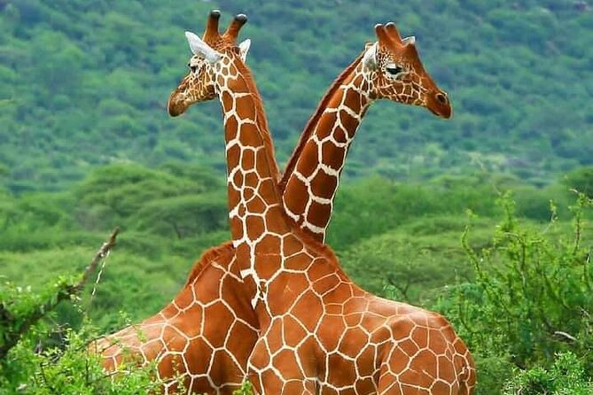 5 Days Wildlife Midrange Safari to Tarangire, Serengeti, Ngorongoro and Manyara - Lake Manyara: birds, baboons, and tree-climbing lions
