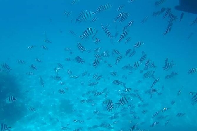 5-Hour Snorkeling, Swimming with Dolphins and Sea Turtles Aquarium - Guides, group size, and the feel of the trip