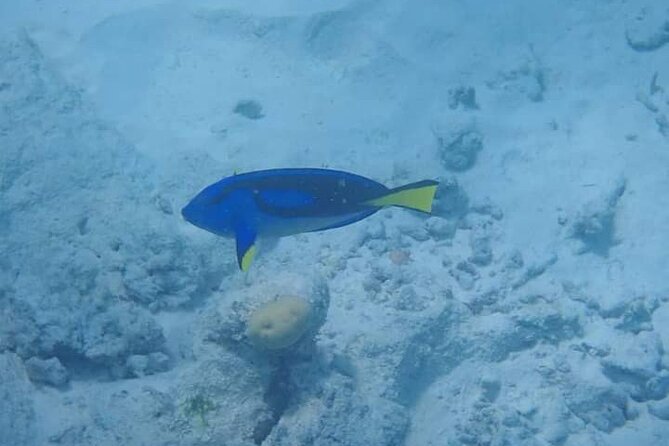 5-Hour Snorkeling, Swimming with Dolphins and Sea Turtles Aquarium - Who should book this Zanzibar excursion?
