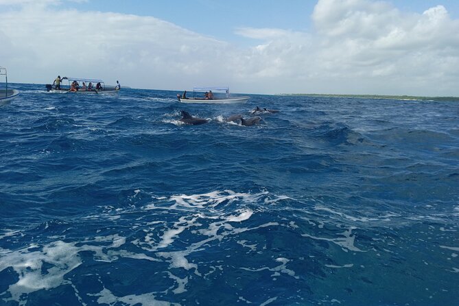 5-Hour Snorkeling, Swimming with Dolphins and Sea Turtles Aquarium - Practical tips for a smoother morning