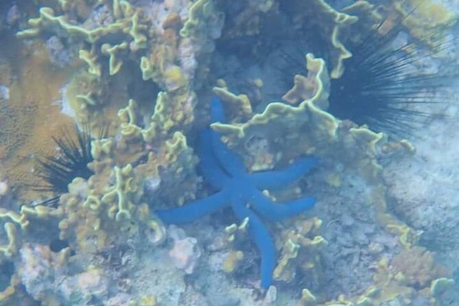 5-Hour Snorkeling, Swimming with Dolphins and Sea Turtles Aquarium - A fruit picnic on the sandbank