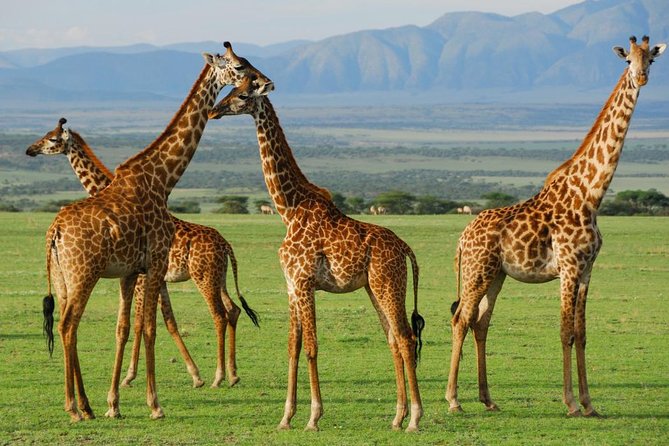 5Days Tanzania Camping Safari to Lake Manyara Serengeti And Ngorongoro Crater from Arusha - What the $3,090.91 price really buys