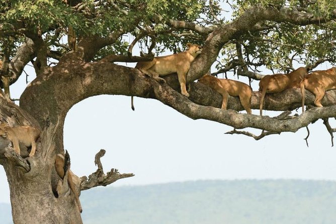 5Days Tanzania Camping Safari to Lake Manyara Serengeti And Ngorongoro Crater from Arusha - Day 5: Down into Ngorongoro Crater and back to Arusha