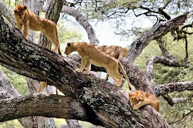5Days Tanzania Camping Safari to Lake Manyara Serengeti And Ngorongoro Crater from Arusha - Camping, food, and what to pack