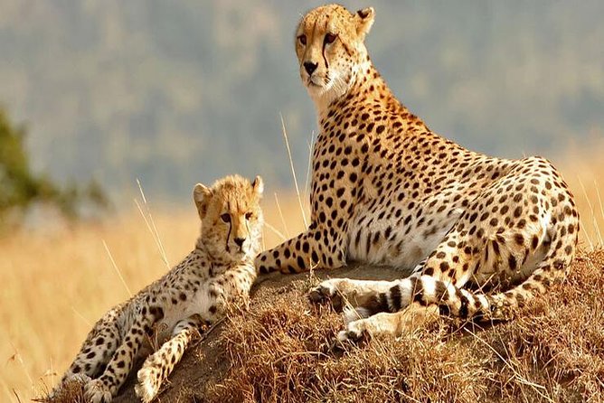 5days Tanzania Safari lodge and camping Serengeti, Tarangire & Ngorongoro Crater - Guides, food, and the small-group setup
