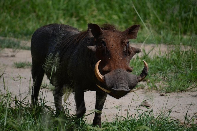 5days Tanzania Safari lodge and camping Serengeti, Tarangire & Ngorongoro Crater - What the transport and timing feel like