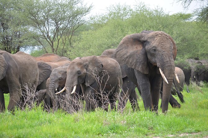 5days Tanzania Safari lodge and camping Serengeti, Tarangire & Ngorongoro Crater - Day 2: Lake Manyara’s forest, monkeys, and possible tree-climbing lions