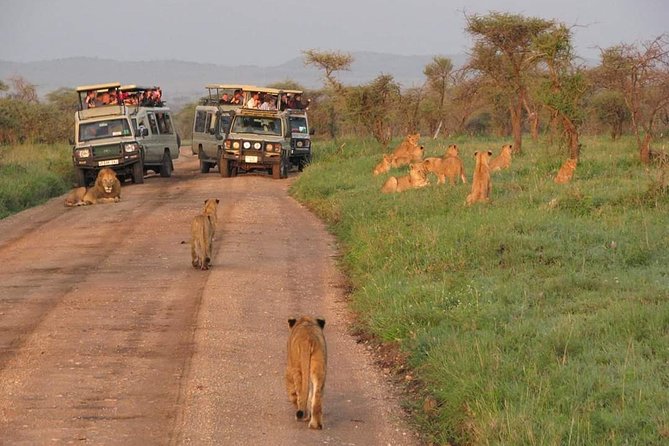 5days Tarangire,Serengeti,ngorongoro Crater and Lake Manyara National park - Day 3: Sunrise wildlife in the Serengeti