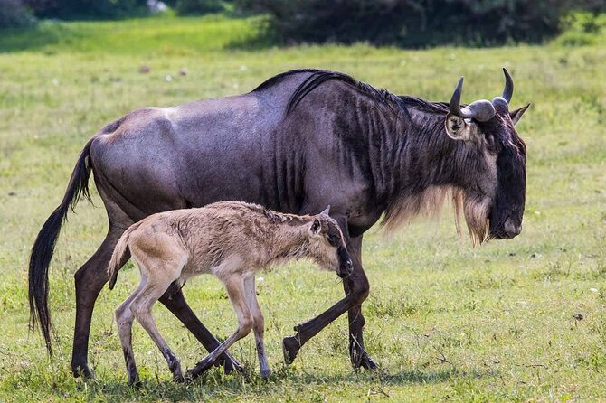 6- Day Adventure Lodge safari to see Migration - Day 1: Tarangire’s elephants and baobabs