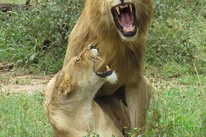 6- Day Adventure Lodge safari to see Migration - Day 3: A full Serengeti game-drive day