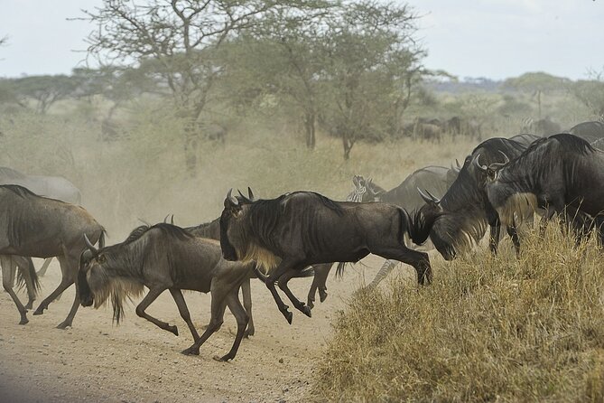 6- Day Adventure Lodge safari to see Migration - Day 4: Kogatende and the Mara River search