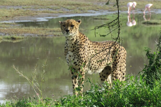 6- Day Adventure Lodge safari to see Migration - Day 6: The Ngorongoro Crater floor