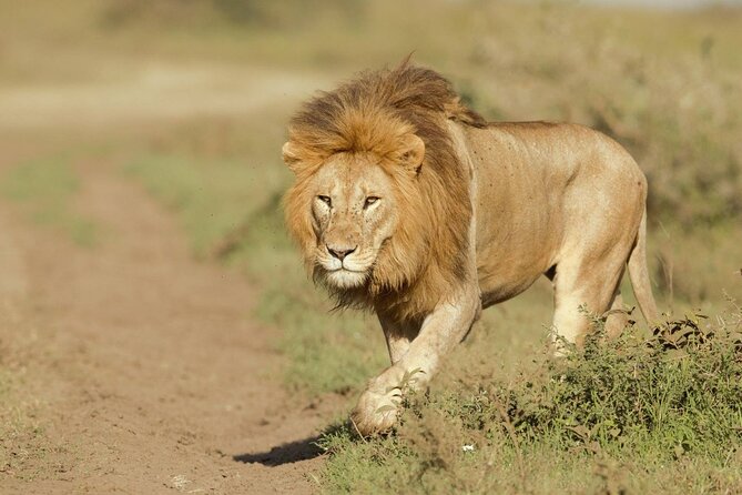 6- Day Adventure Lodge safari to see Migration - Guides, vehicles, and the private format