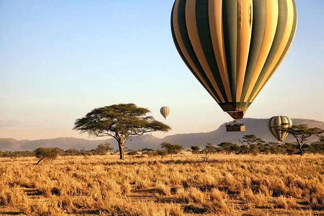 6-Day Budget Lodge Safari in Tanzania - Day 5: A half-day Serengeti farewell