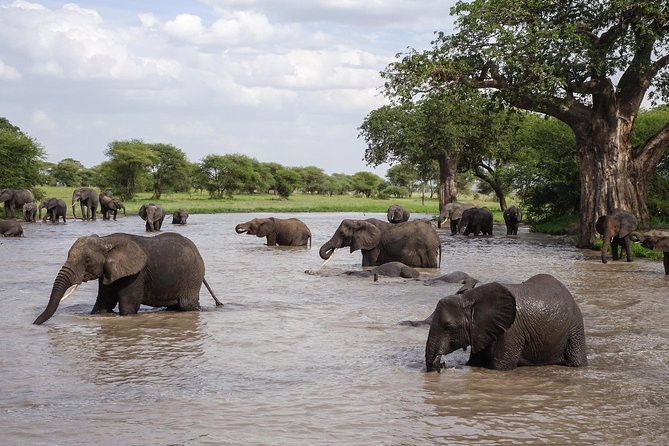 6-Day Budget Lodge Safari in Tanzania - Budget lodge comfort and meals
