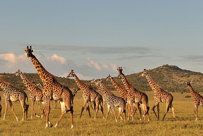 6 Day: Epic Northern Safari - Day 5: A final Serengeti drive before Ngorongoro