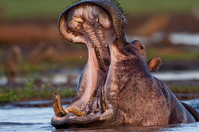 6 Day: Epic Northern Safari - Day 6: Wildlife inside Ngorongoro Crater
