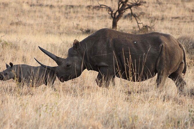 6 Day: Epic Northern Safari - Day 1: Forest monkeys and Lake Manyara’s hippo pool