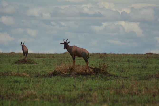 6-Day Essence of Serengeti & Ngorongoro Migration Safari - Key points before you book