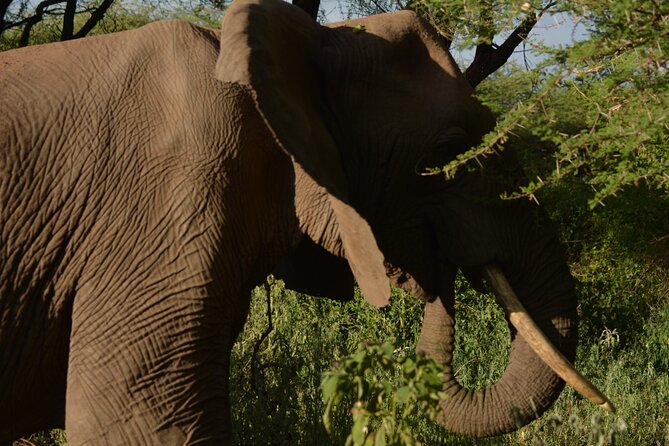 6-Day Essence of Serengeti & Ngorongoro Migration Safari - Why six days gives the Serengeti room to work