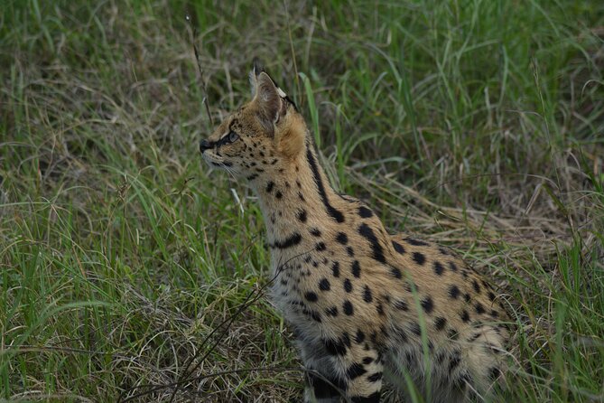 6-Day Essence of Serengeti & Ngorongoro Migration Safari - Day 2: Six to seven hours among migrating herds