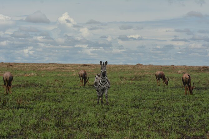 6-Day Essence of Serengeti & Ngorongoro Migration Safari - Day 4: Central Serengeti and the calving season