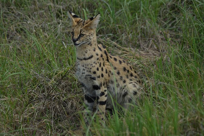 6-Day Essence of Serengeti & Ngorongoro Migration Safari - Tarangire and Lake Manyara need a clear answer