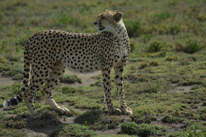 6-Day Essence of Serengeti & Ngorongoro Migration Safari - Day 1: From Arusha to the endless Serengeti plains
