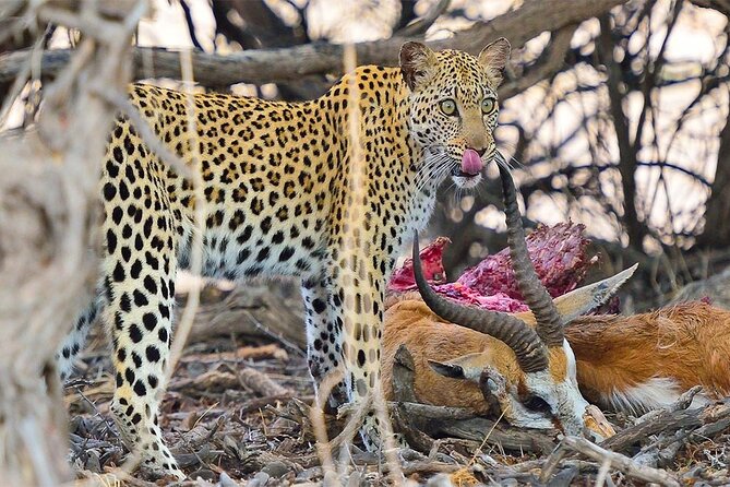 6 Day Group Camping Safari Tarangire Serengeti Ngorongoro Manyara - Day 3: a full Serengeti wildlife day