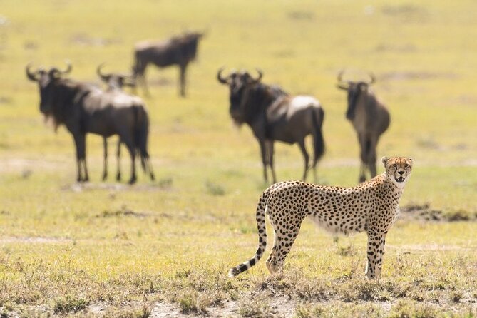 6-Day Honeymoon Safari Tour Package in Tanzania - Day 1: A Simple Arrival in Arusha