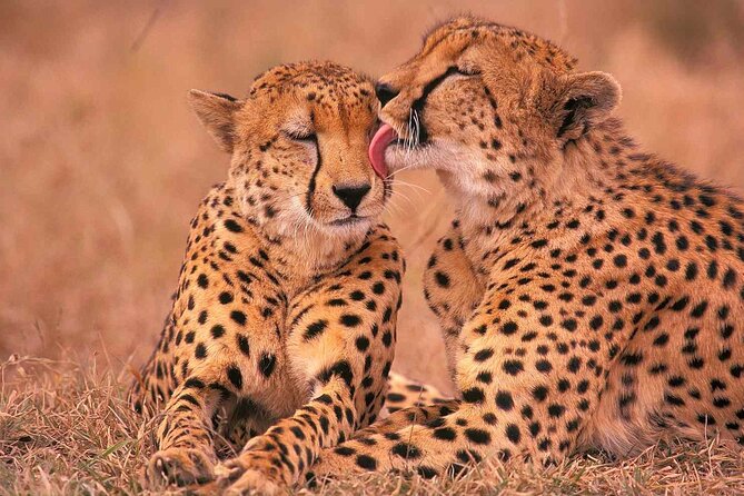 6-Day Honeymoon Safari Tour Package in Tanzania - What the $1,995 Price Really Covers