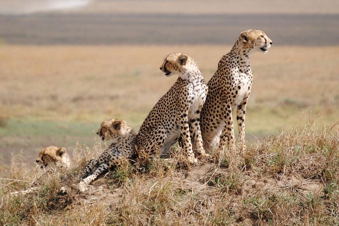 6 Day: Magnificent Wildlife Adventure - Why this six-day route works