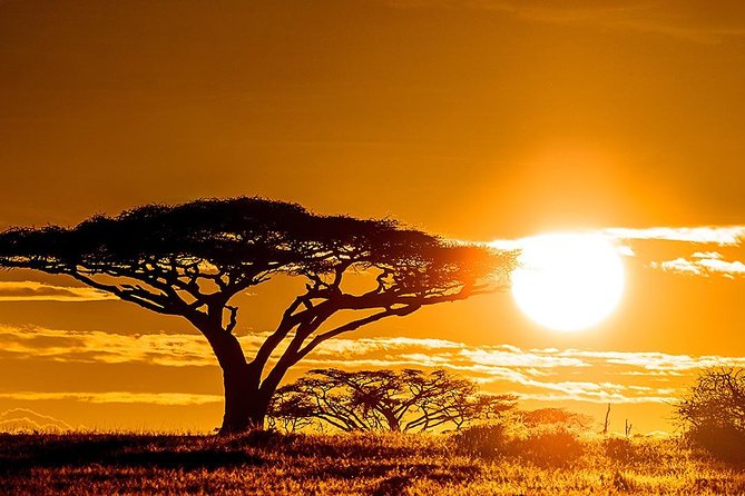 6 Day: Magnificent Wildlife Adventure - Day 3: Your most flexible day in the Serengeti