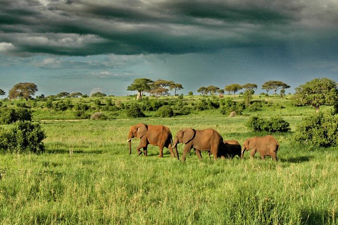 6 Day: Magnificent Wildlife Adventure - Day 6: Lake Manyara and the final wildlife drive