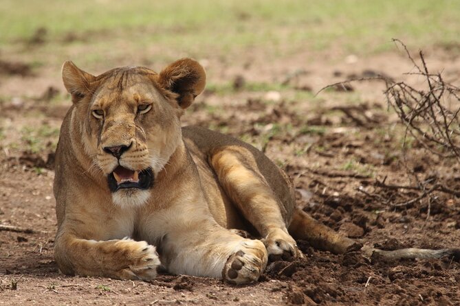 6-day Private Camping Safari Tour from Kilimanjaro Airport - Key points at a glance