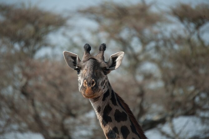 6-day Private Camping Safari Tour from Kilimanjaro Airport - Why this Northern Circuit route works