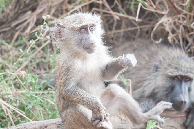 6-day Private Camping Safari Tour from Kilimanjaro Airport - Day 2: Crossing into the Serengeti