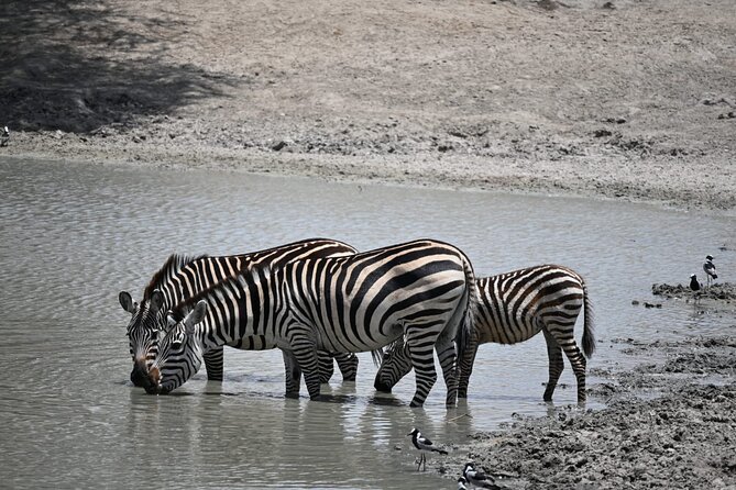 6-day Private Camping Safari Tour from Kilimanjaro Airport - Day 5: Leaving the plains for Ngorongoro