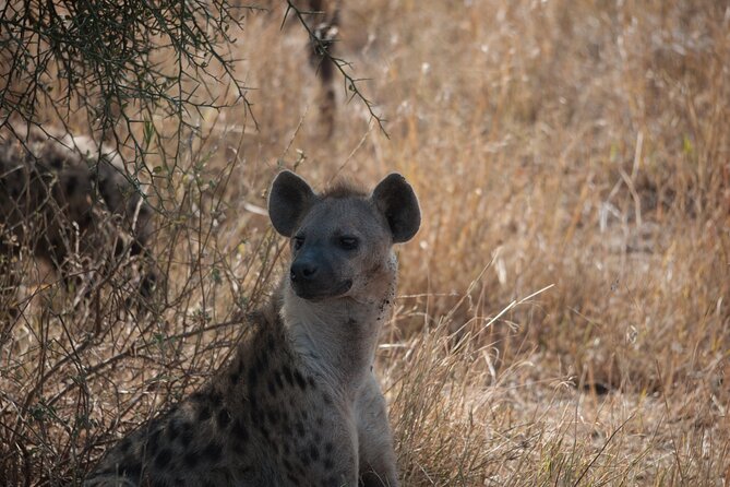 6-day Private Camping Safari Tour from Kilimanjaro Airport - Camping, meals, and the people who shape the trip