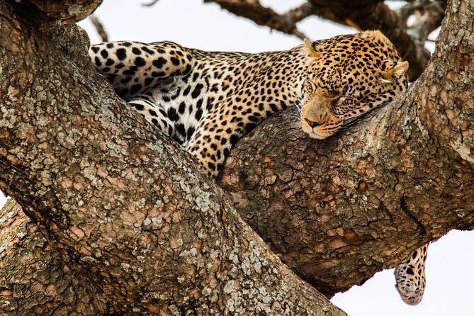 6-Day Private midrange Tour in Arusha with Airport Pickup - Six details worth knowing before you book
