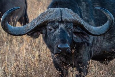 6-Day Private midrange Tour in Arusha with Airport Pickup